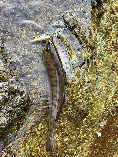 ヤマメの釣果