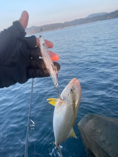 ショゴの釣果