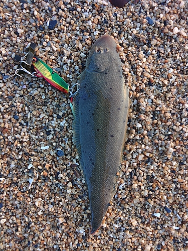 シタビラメの釣果