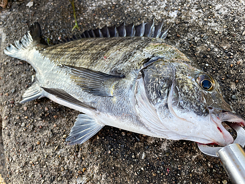 クロダイの釣果