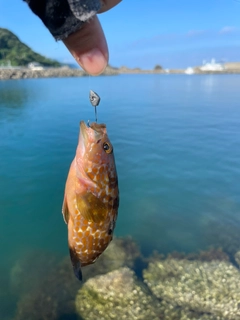 キジハタの釣果