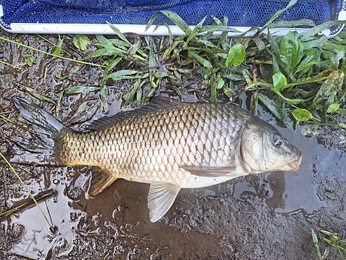 コイの釣果