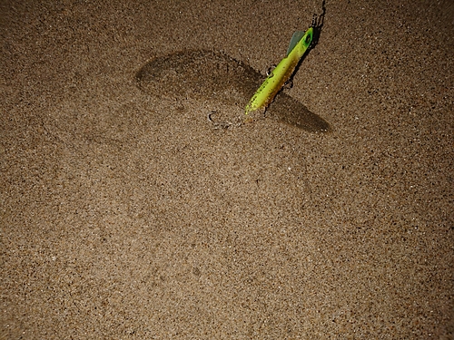 シタビラメの釣果