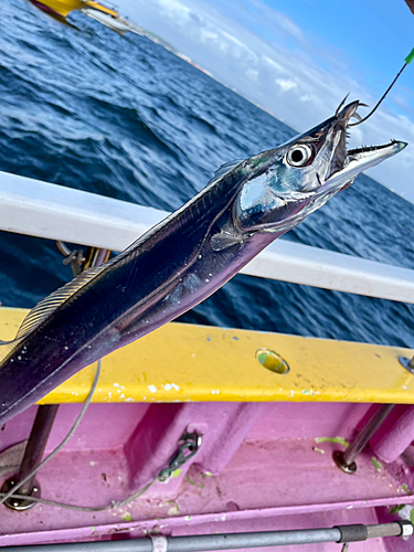 タチウオの釣果