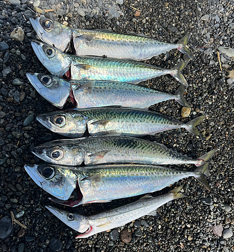 ゴマサバの釣果