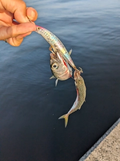 サバの釣果