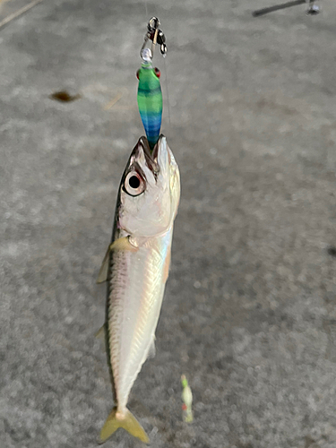 サバの釣果