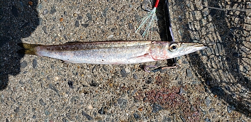 カマスの釣果