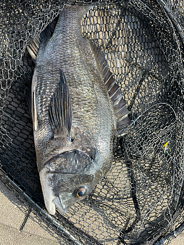 チヌの釣果