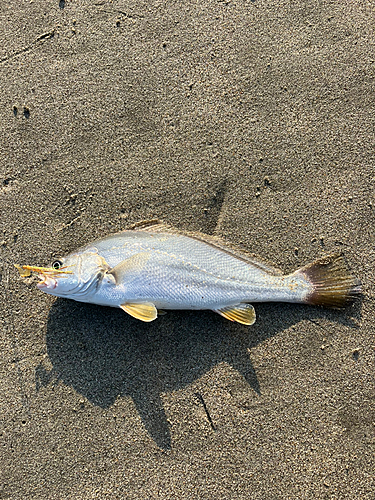 イシモチの釣果