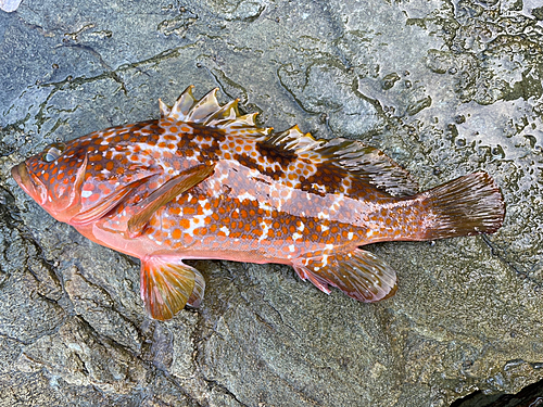 キジハタの釣果