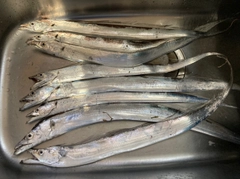 タチウオの釣果