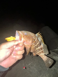 アコウの釣果