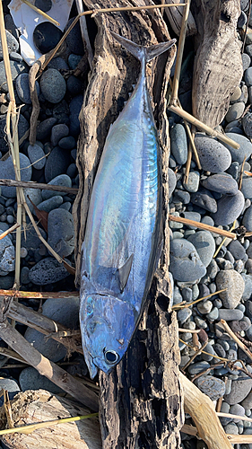 ヒラソウダの釣果