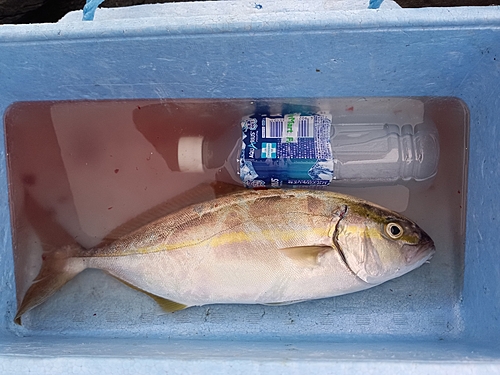 カンパチの釣果