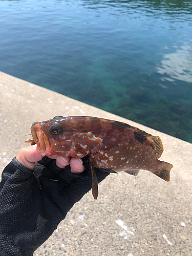 キジハタの釣果