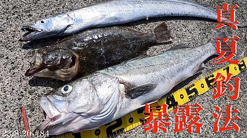 シーバスの釣果