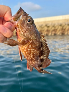 カサゴの釣果