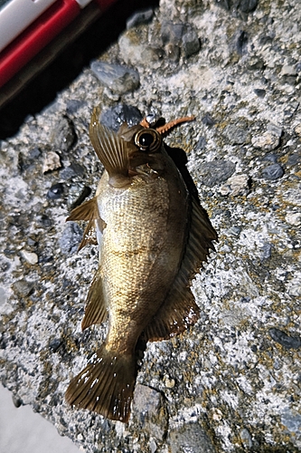 メバルの釣果