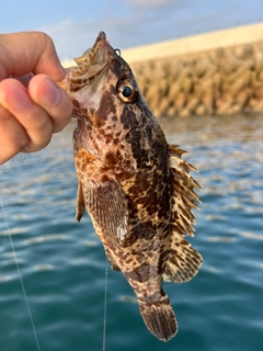 ベッコウゾイの釣果