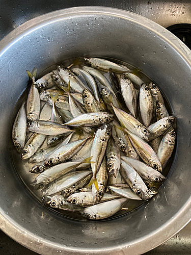 アジの釣果