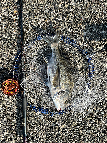 クロダイの釣果