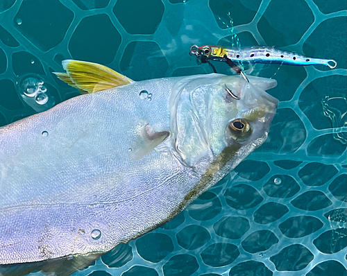 ショゴの釣果