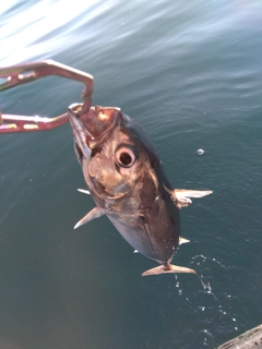 マルソウダの釣果