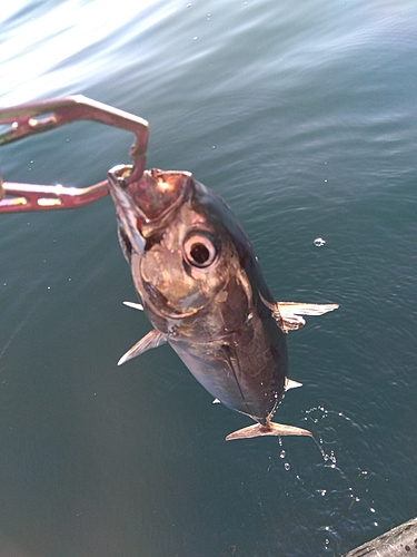 マルソウダの釣果