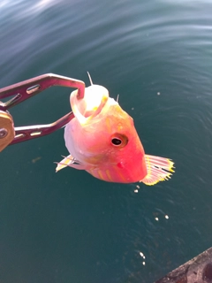 イトヨリダイの釣果