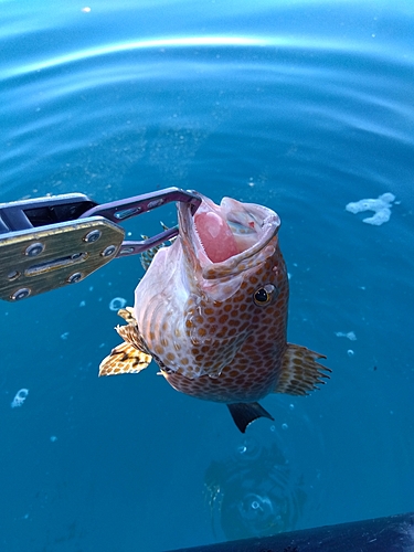 オオモンハタの釣果