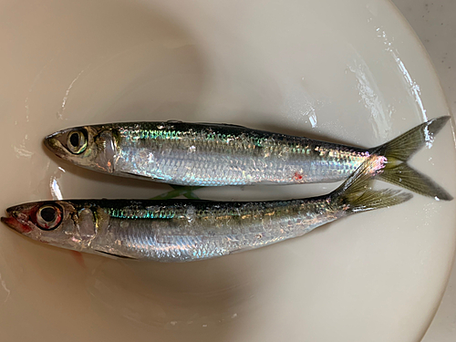 ウルメイワシの釣果