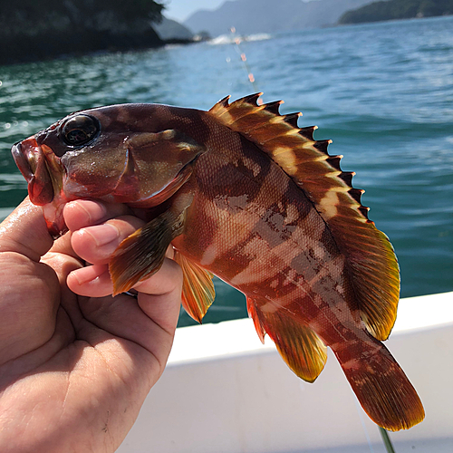 アカハタの釣果