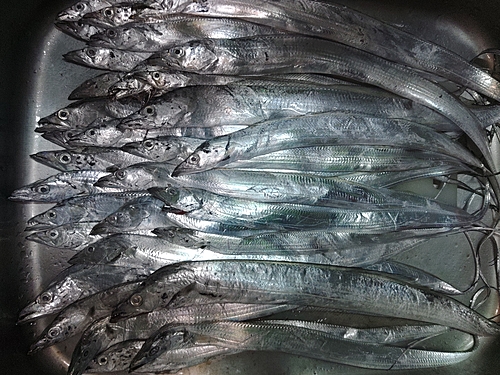 タチウオの釣果