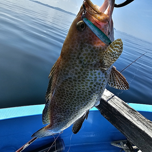 オオモンハタの釣果