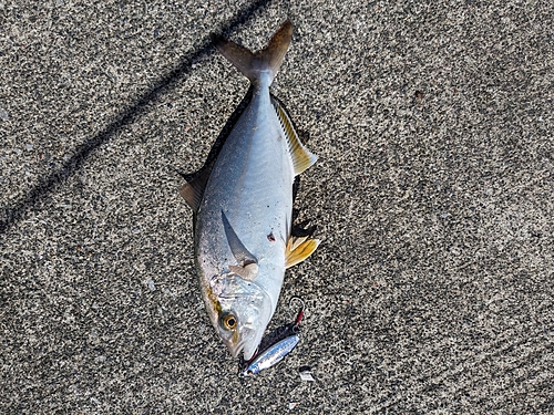 ショゴの釣果