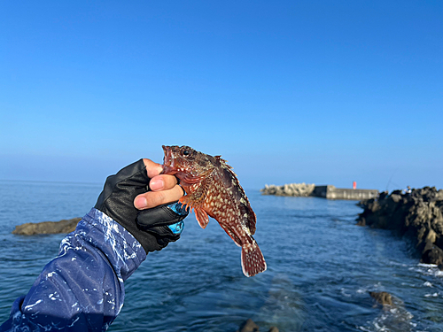 カサゴの釣果