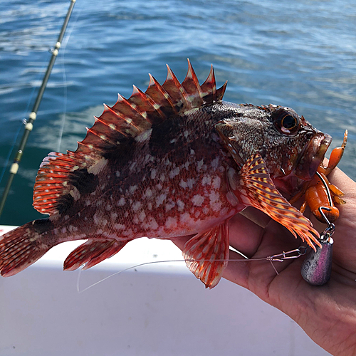 カサゴの釣果