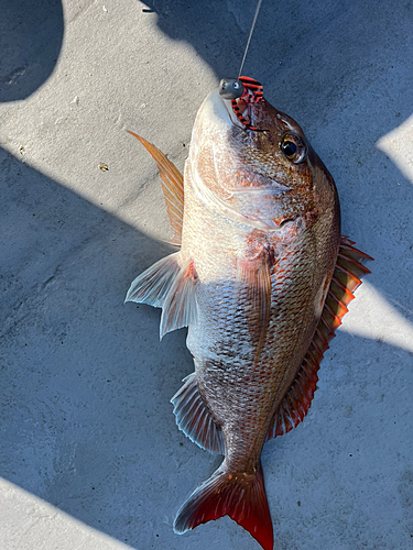 マダイの釣果