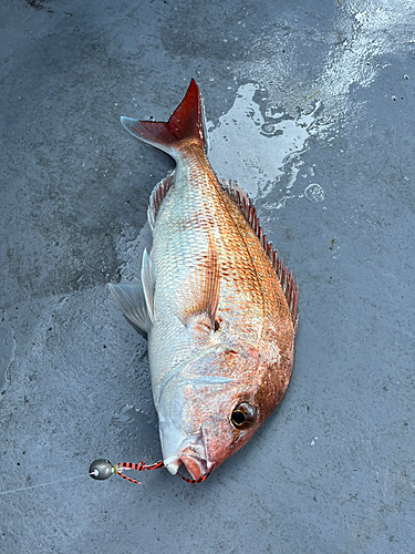 マダイの釣果