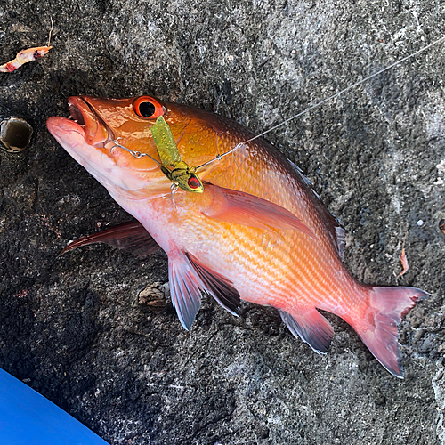 バラフエダイの釣果