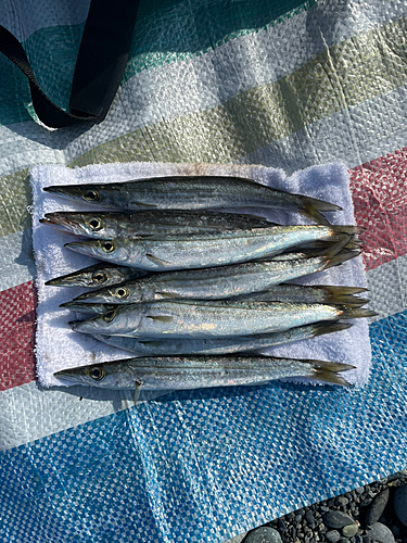 カマスの釣果