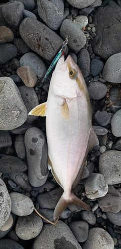 カンパチの釣果