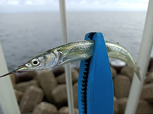 サヨリの釣果