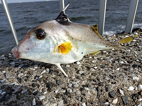 ギマの釣果