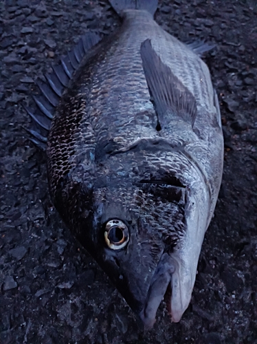 チヌの釣果