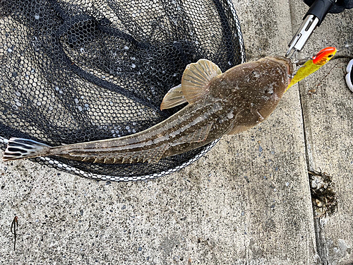 マゴチの釣果