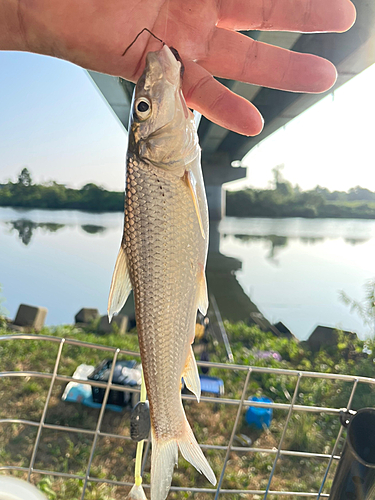 ニゴイの釣果