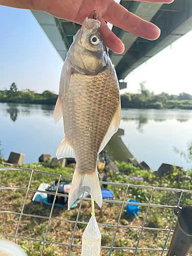 ヘラブナの釣果