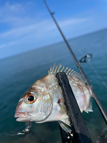 タイの釣果